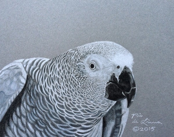 African Grey Parrot