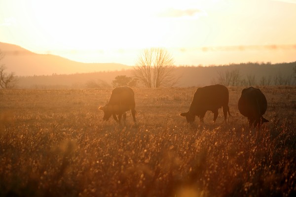 Country Cows