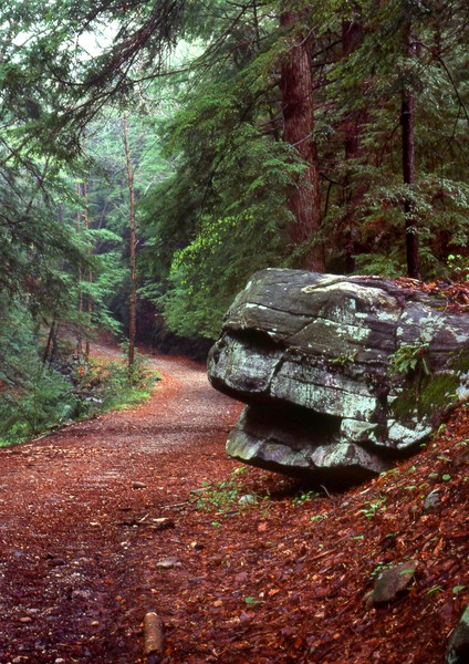 Woodland Path, Naugatuck State Forest