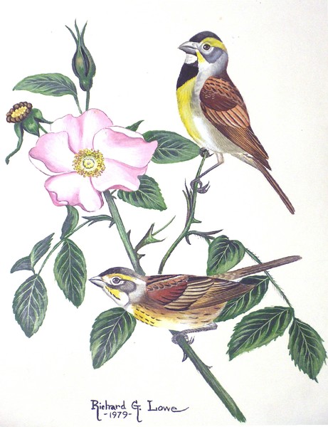 Dickelssel Song Bird