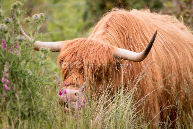 Highland cow 