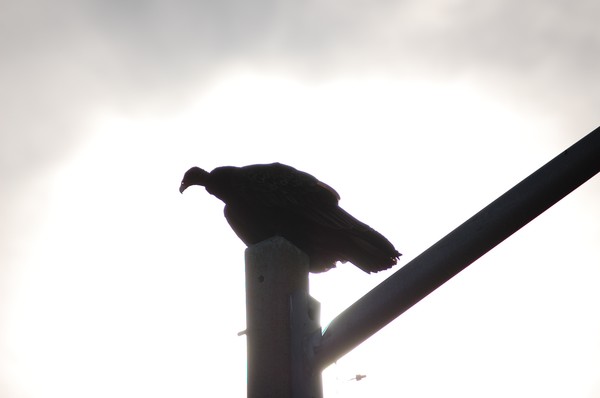 Vulture on Pole
