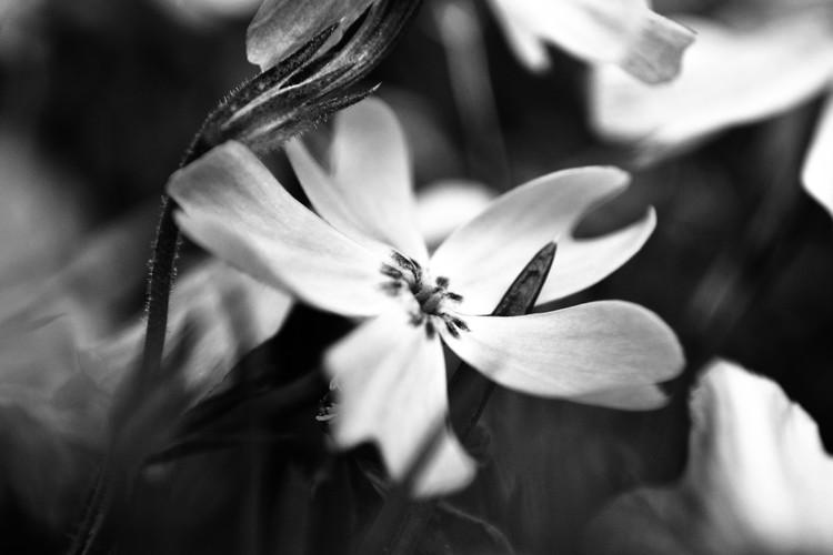 White - A Black and White Floral Study