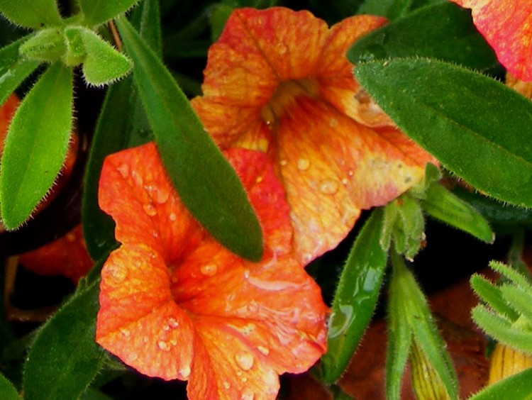 Orange Blossom 3