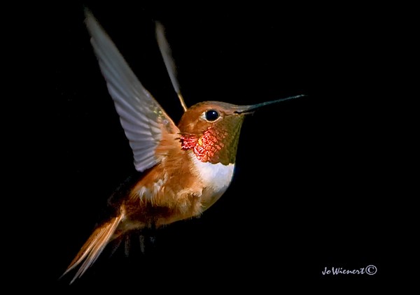 Humming Bird