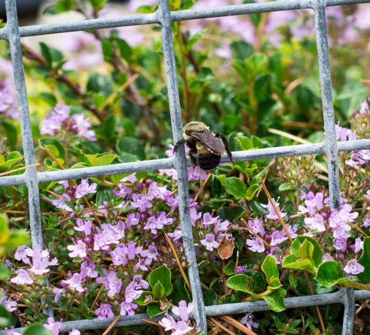 Bumble Friend on Fence