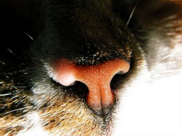 Mozes' nose (Mozes is our cat)