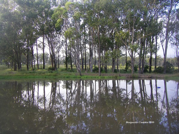 Kangaroo by the Dam