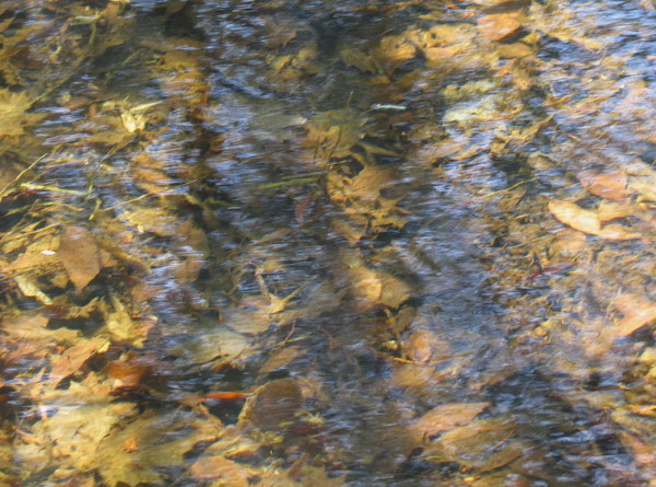 Shallow Creek