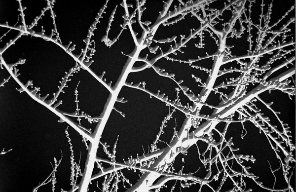 negative of  tree with snow