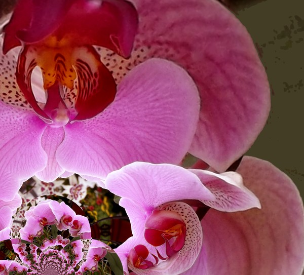 Futuristic Orchids (One)
