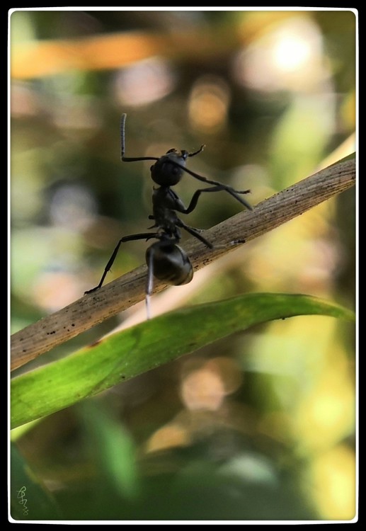 Happy Ant
