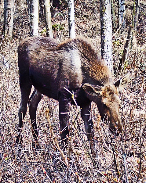 Young Moose Female 2