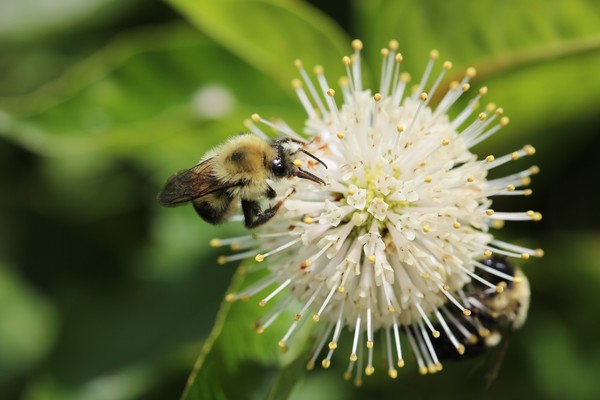Macro of a honey/bumble bee eating on odd flower