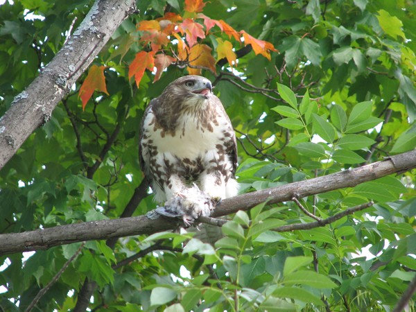 Red-tailed hawk expressing displeasure at man