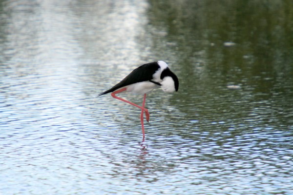 Black-winged Stilt (Himantopus himantopus)