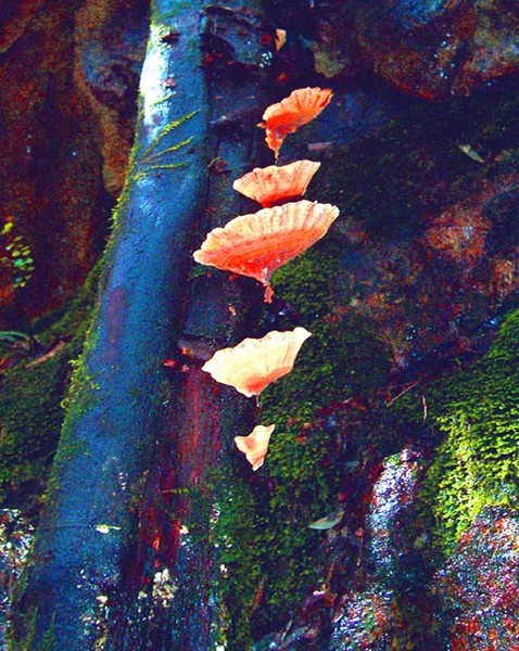 Fungi near Montezuma Falls.  West Coast TASMANIA