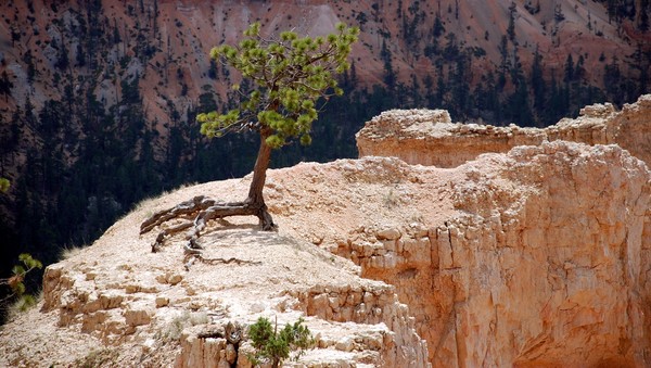 I liked the trees at Bryce Canyon