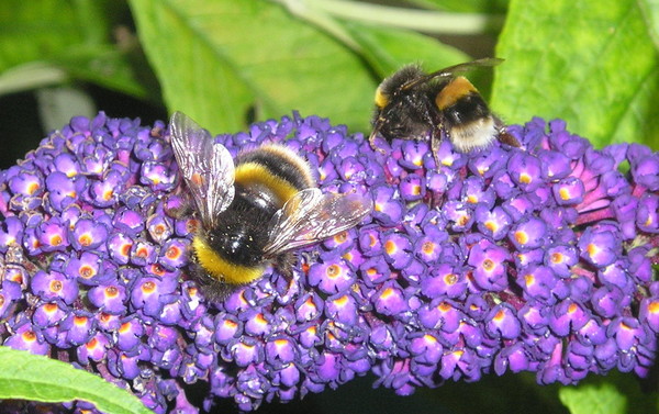 Bee and Buddleia 3