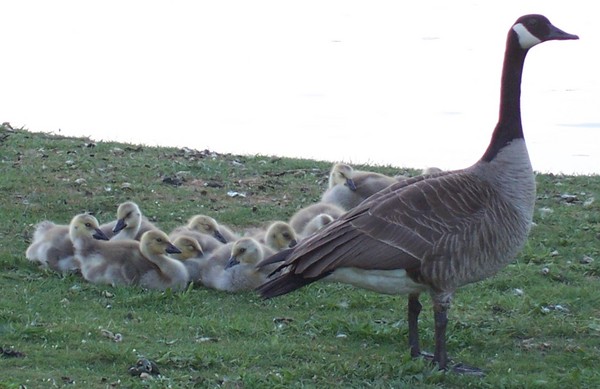Mother Goose and Babies