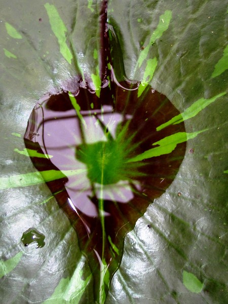 Heartpool in Leaf