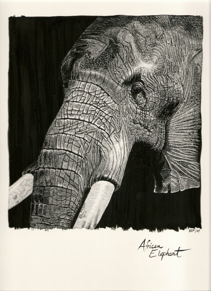 african elephant- Old Warrior