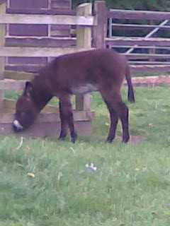 Foal at Donkey Sanctuary, Devon