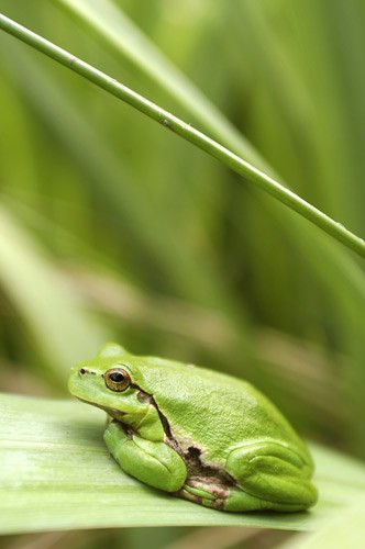 Male green grass Frog