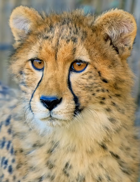 Cheetah I