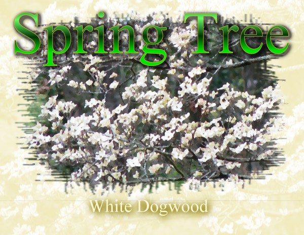 Spring Tree White Dogwood