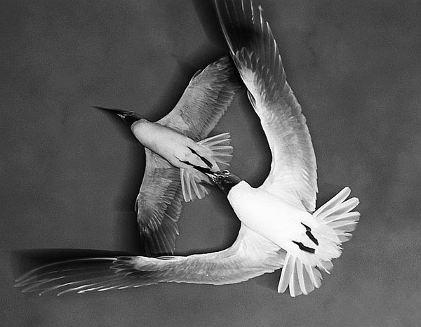 Seagulls V