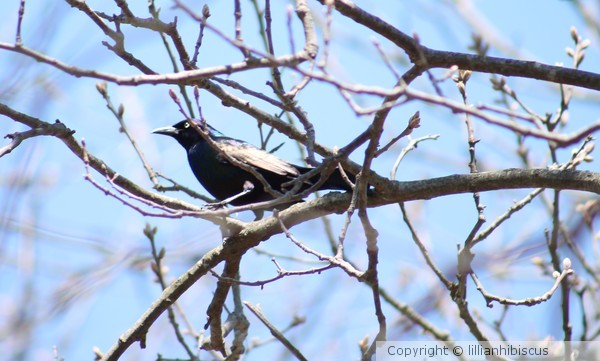 Bird in Tree 42914