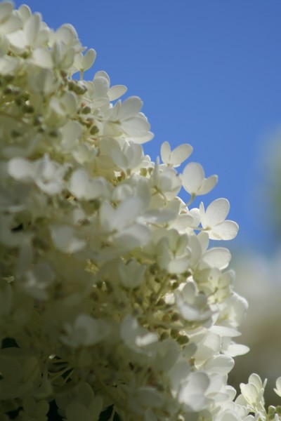floral 1