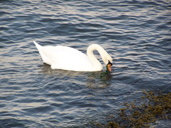 Fishing swan