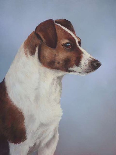 Jack Russell Terrier Portrait