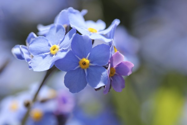 Forget Me Nots