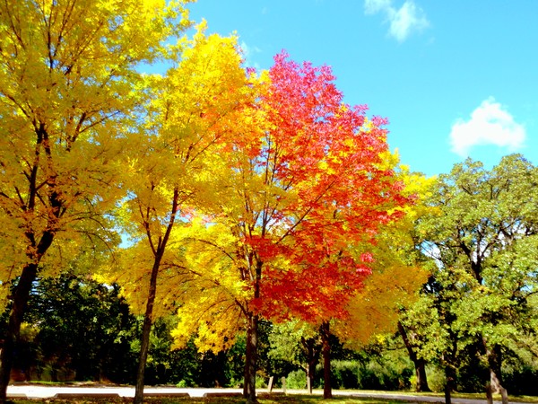 A Fall Colored Day