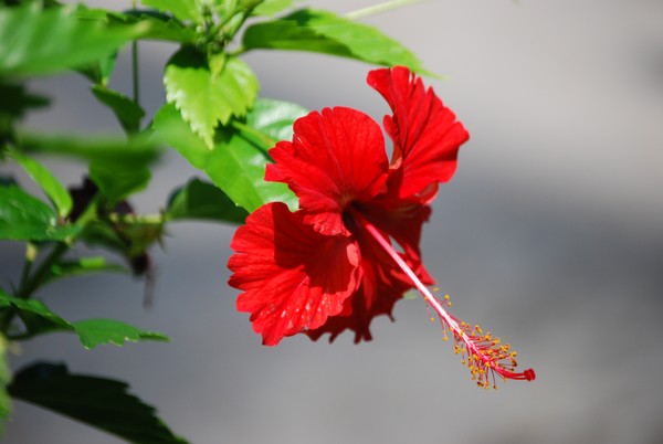 Red Flower