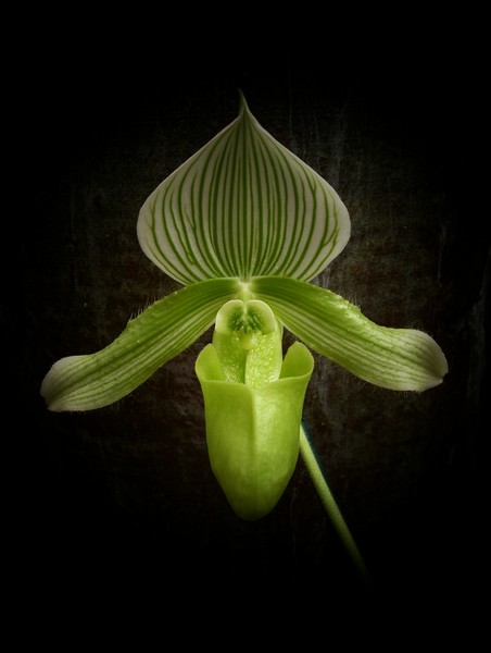 LADY SLIPPER ORCHID