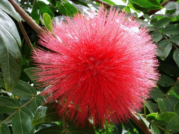 Red Puffy Flower