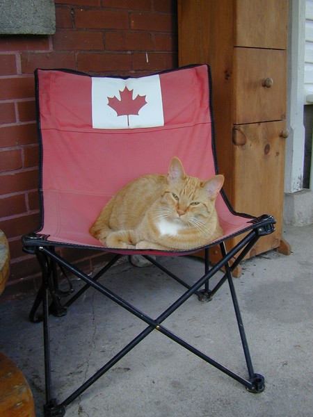 A Canadian Cat