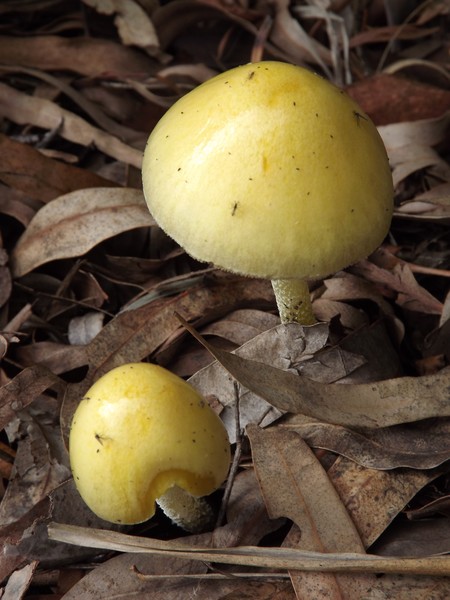 Toadstool Back Door