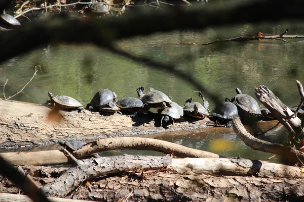 Turtle Family Reunion 
