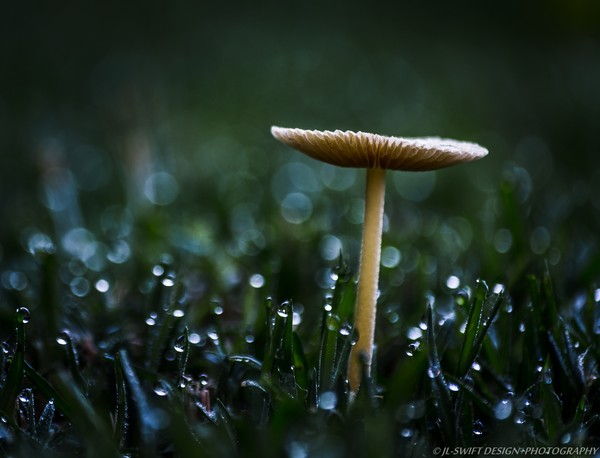 Mushroom in the dew
