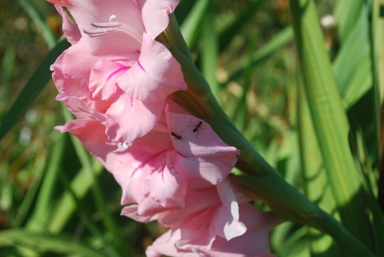 Gladiolus and ants