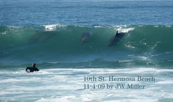 Surfing Dolphins