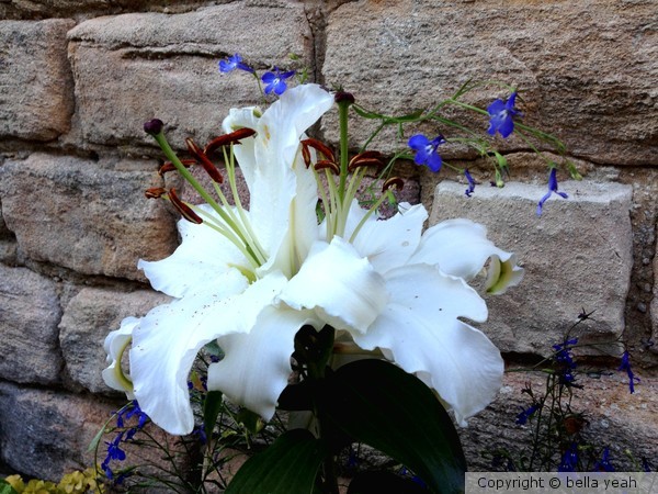 lily by the wall