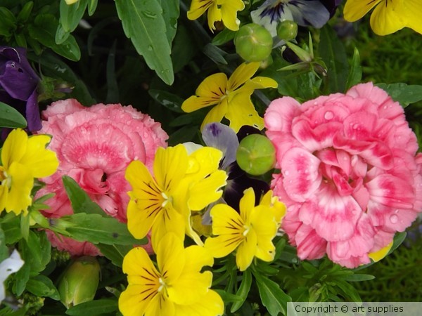 Carnations.&.Pansies