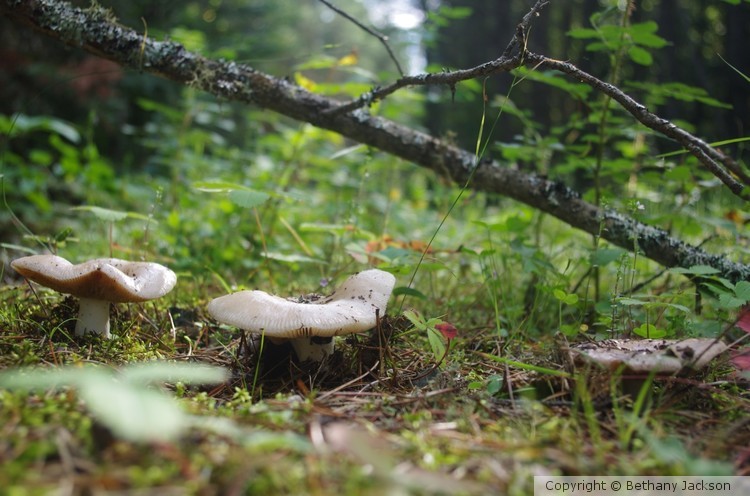 Three Little Shrooms