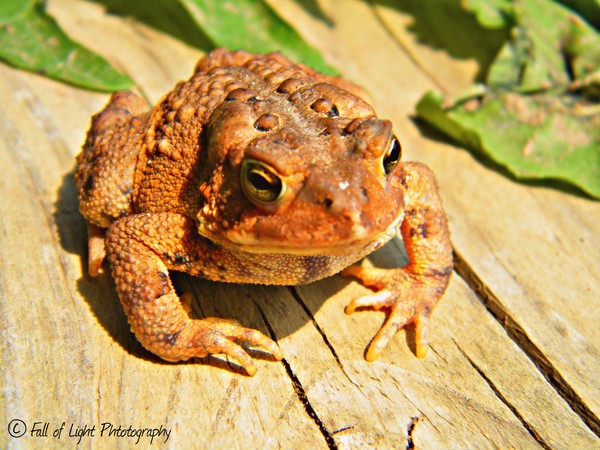 Grenouille Assis